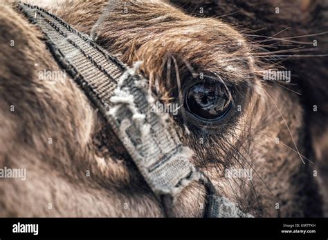 Close-up of a camel's eye Stock Photo - Alamy