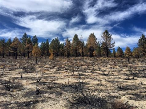 ‘We Need to Hear These Poor Trees Scream’: Unchecked Global Warming Means Big Trouble for ...