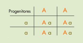 Primera ley de Mendel - Unidad de Apoyo Para el Aprendizaje