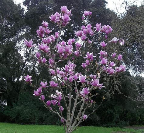 Magnolia soulangeana 'Alexandrina' - Boething Treeland Farms