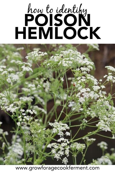 Poison Hemlock: How to Identify and Potential Look-alikes | Edible wild plants, Plant ...