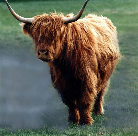 25 pictures of cute Highland Cows that will definitely melt your heart | Cow, Highland cow, Cow ...