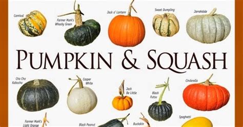 Pumpkin & Squash Varieties Chart - 101 Gardening