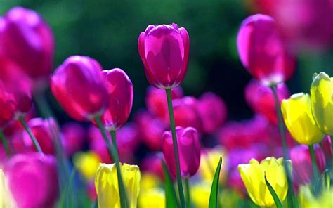 Rainbow Tulips Wallpapers - Wallpaper Cave