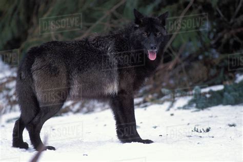 Gray wolf, Canis lupus, female with a black coat in the foothills of the Takshanuk mountains ...