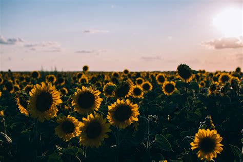 Aesthetic Sunflower Wallpaper Hd Another reason is that its golden ...