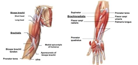 Elbow And Forearm: Forearm Muscles And Bones Anatomy Kenhub | atelier-yuwa.ciao.jp