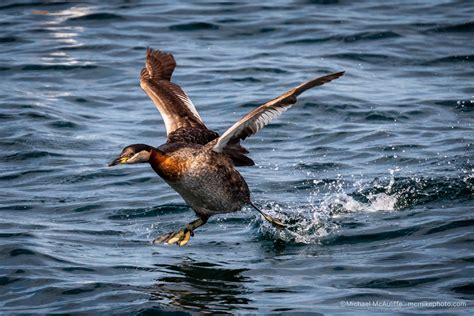 Puget Sound Spring Grebes - Michael McAuliffe Photography