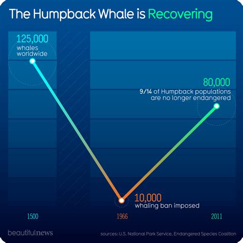 The Humpback Whale Is Recovering — Beautiful News