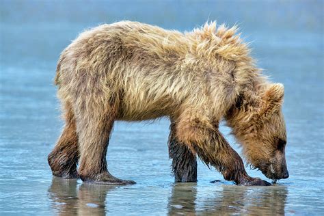 Blue Bear Photograph by Memoriee Sconce | Fine Art America