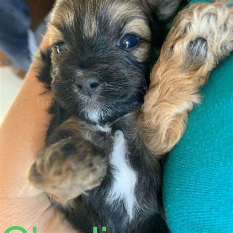 Arizona Mini Shih-Poo Puppies - Shih-Poo Puppy Sales