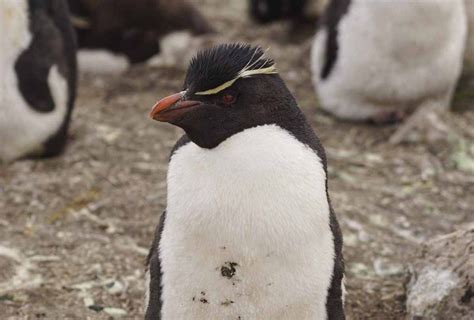 Falkland Islands Wildlife Guide - The Crowded Planet