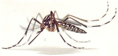 Aedes aegypti mosquitoes – Lacto Bacto