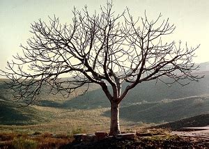 Barren Fig Tree parable relates to our own good works.