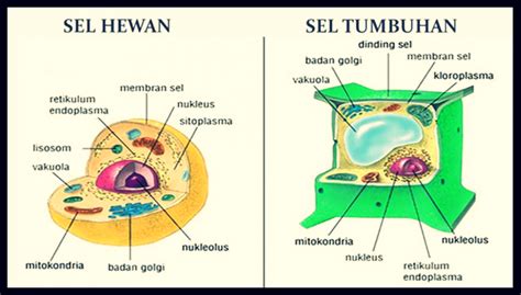 Gambar Sel Hewan dan Tumbuhan – Lengkap Dengan Fungsi dan Struktur ...