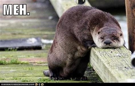 funny sea otters - Dump A Day