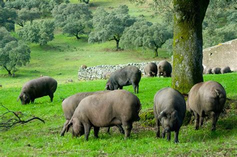 Inside the Secret World of Super-Premium Spanish Jamon Iberico | The secret world, Raising farm ...