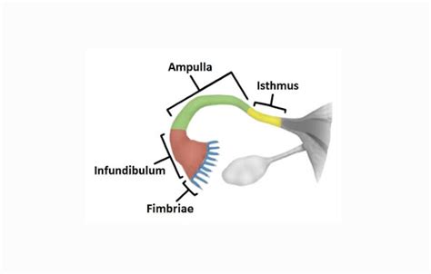 Tuba Falopi : Pengertian, Struktur, Fungsi, Bagian - Jegeristik