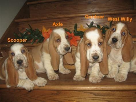 Miniature Basset Hound | miniature basset hounds - Google Search | Hounddogs | Basset dog ...