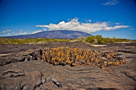 Galapagos Conservation and Preservation - Galápagos Eco Friendly: The Blog