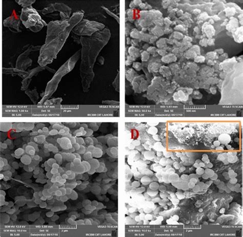 SEM analysis of (A) microcrystalline cellulose, (B) nanocrystalline... | Download Scientific Diagram