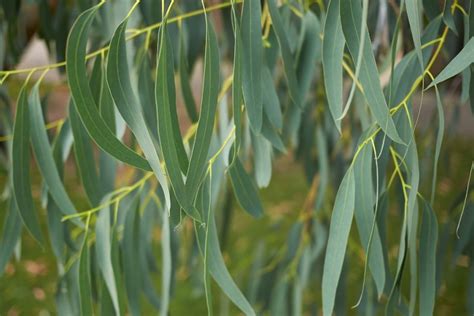 Growing a Small Eucalyptus Tree + Dwarf Eucalyptus Varieties | Ultimate ...