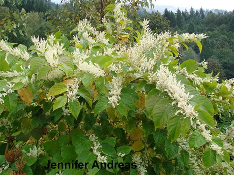 Washington State Noxious Weed Control Board