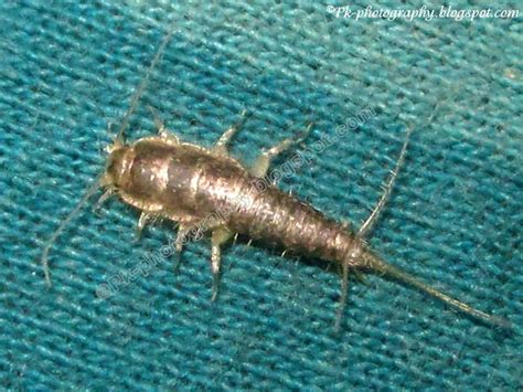 Silverfish-Lepisma saccharina | Nature, Cultural, and Travel Photography Blog