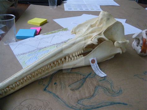 River Dolphin Skull Side Front View by KiraNatashi on DeviantArt