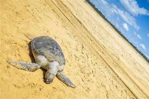 Fraser Island Wildlife | Fraser Island Australia