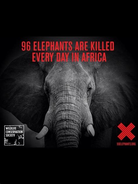 End the Ivory trade What A Wonderful World, Elephants Never Forget ...