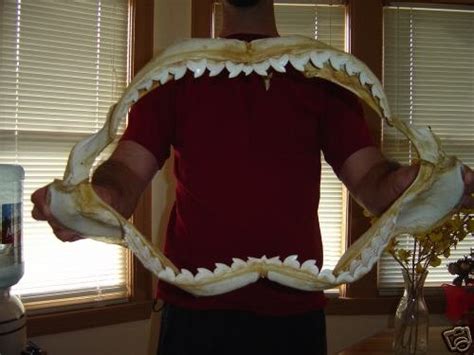 19 INCH LEMON SHARK JAW TEETH MOUTH TAXIDERMY SHARKS | #33890511