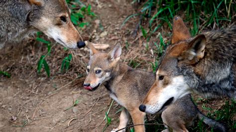 US proposes shrinking last endangered red wolf habitat