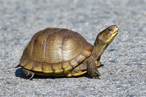 Three-toed Box Turtle | Steve Creek Wildlife Photography