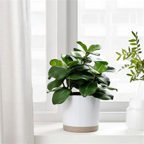 Artificial Plants & Flowers - IKEA