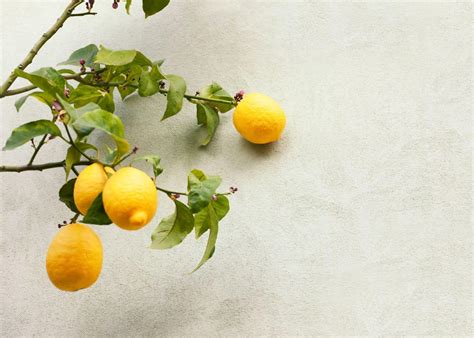 How to grow a lemon tree 🍋 🌳 Steps to a thriving citrus plant