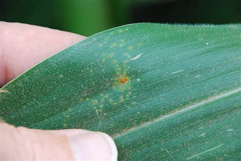 Southern Corn Rust: Is a Late Fungicide Application Warranted? | Mississippi Crop Situation