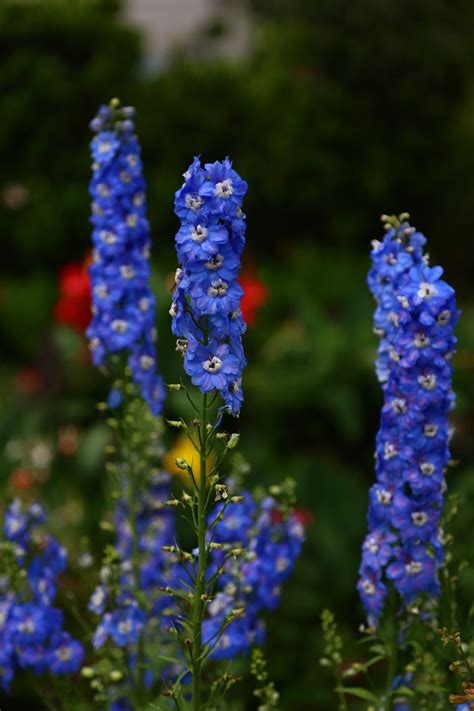 Larkspur Photos, Download The BEST Free Larkspur Stock Photos & HD Images