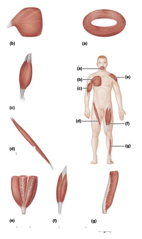 Patterns of fascicle arrangement in muscles. Diagram | Quizlet