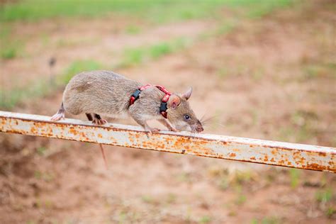 Heroic Rats Sniff Out Landmines In Africa, Could Save 1,000s Of People Worldwide | Bored Panda