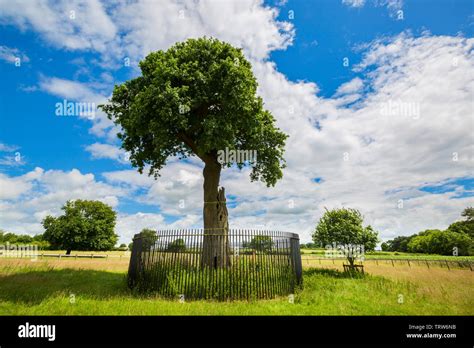 The Charles II Son of Royal Oak Tree and its Great Great Grandson near Boscobel House ...