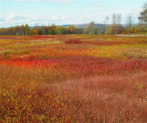 Maine Fall Foliage- 13 Spots to Enjoy Fall Colors in Maine