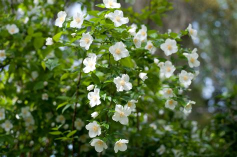 How to Grow and Care for Mock Orange | Mock orange, Mock orange shrub ...