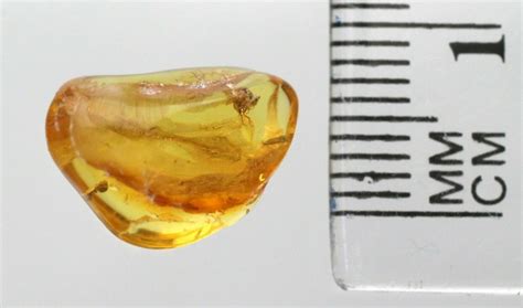 Baltic Amber Sample with Fossils - CharityStars