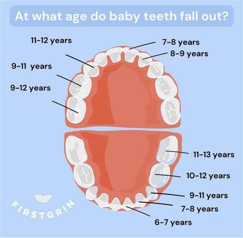 What age do baby teeth fall out? Infographic from Firstgrin via AAPD ...