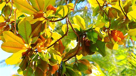 5 Steps To Prepare for Pecan Season - Georgia Pecan Nursery