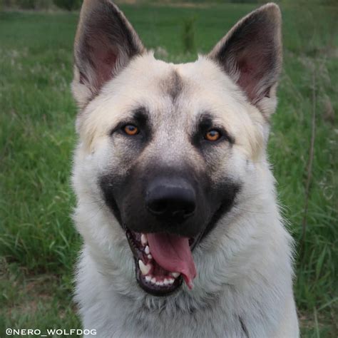 Nero wolfdog hybrid gsd wolf german shepherd | Wolf dog, Puppy time, Wolf hybrid