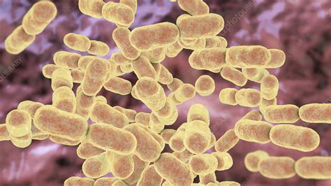 Kingella kingae bacteria, illustration - Stock Image - F031/1031 ...