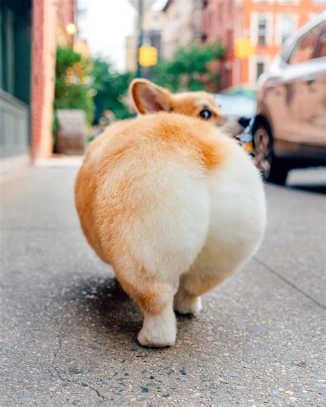 Corgi butt : r/WoofAndMeow