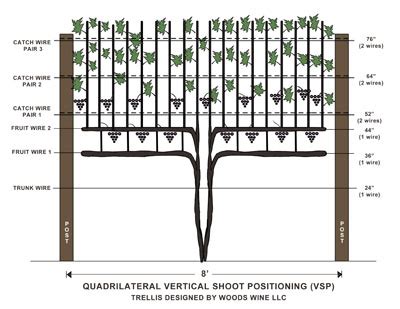 Backyard Vineyard Plans - Amazing Backyard Ideas